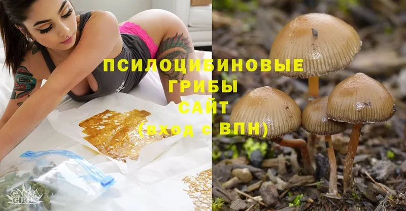 маркетплейс как зайти  Вичуга  Псилоцибиновые грибы Cubensis 